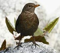 Common Blackbird