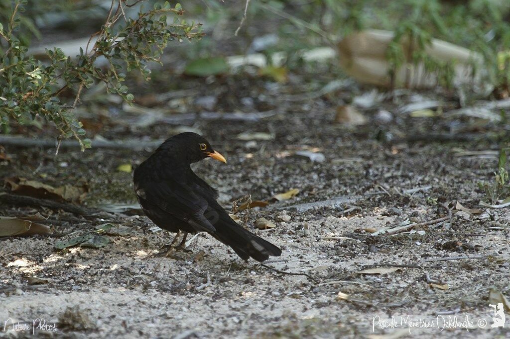 Common Blackbird