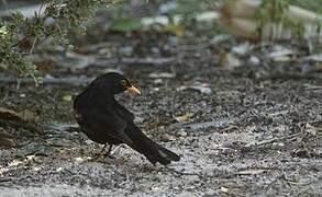 Common Blackbird