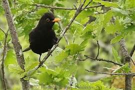 Common Blackbird