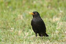 Common Blackbird