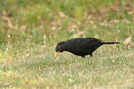 Common Blackbird