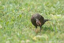 Common Blackbird