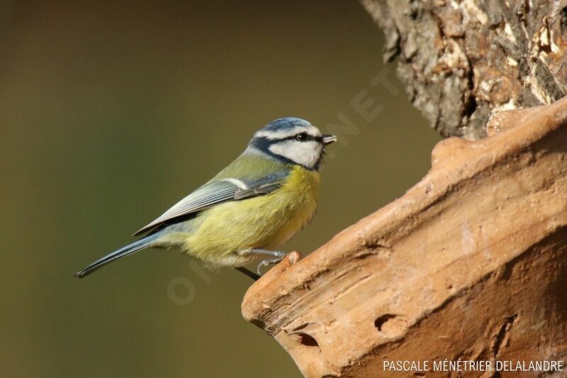 Mésange bleue