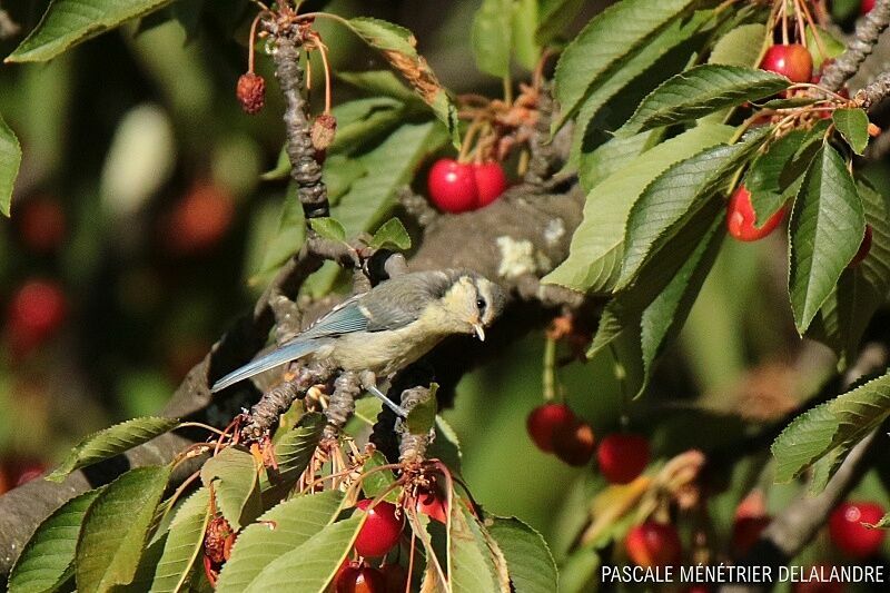 Mésange bleue