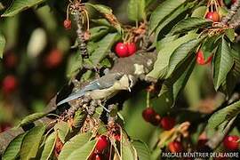 Eurasian Blue Tit