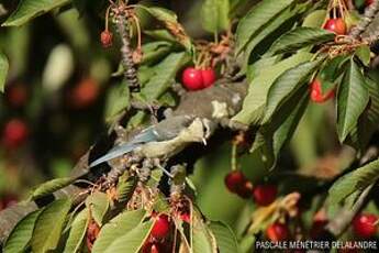 Mésange bleue