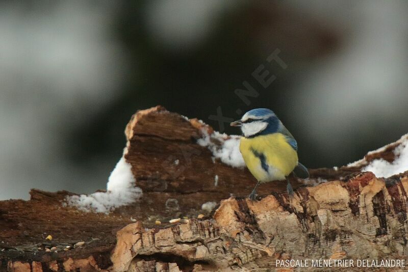 Mésange bleueadulte