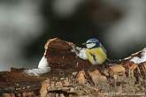 Mésange bleue