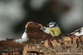 Mésange bleue