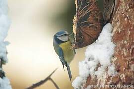 Mésange bleue