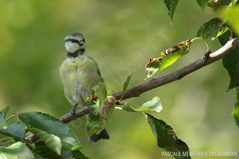 Eurasian Blue Titjuvenile