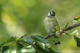 Mésange bleue