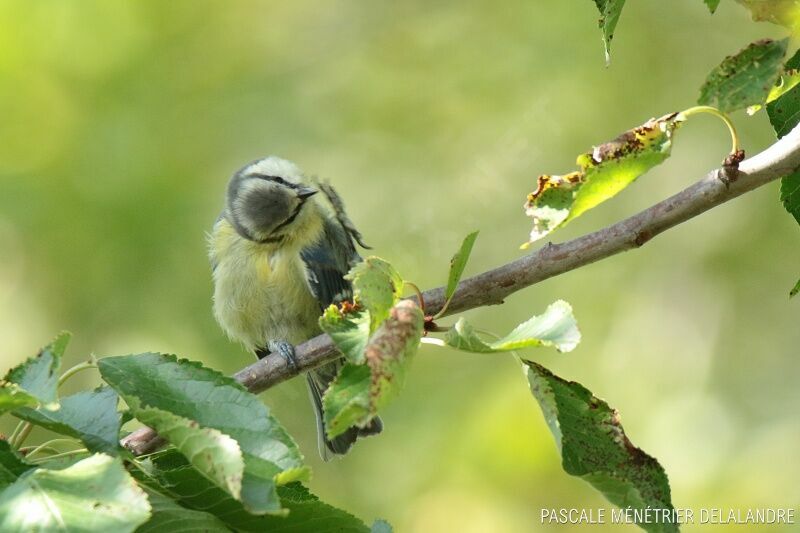 Mésange bleuejuvénile