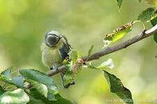 Mésange bleue