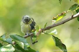 Eurasian Blue Tit