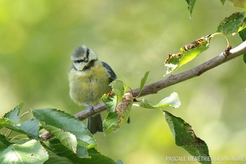 Mésange bleuejuvénile