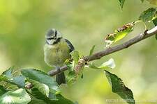 Mésange bleue