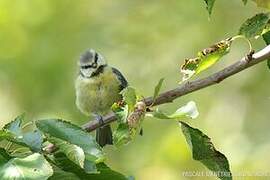 Mésange bleue