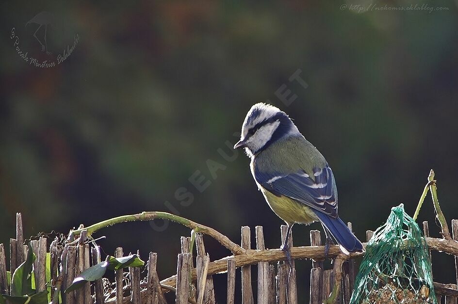 Mésange bleue