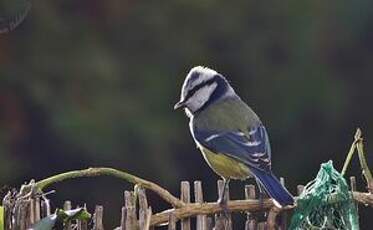 Mésange bleue