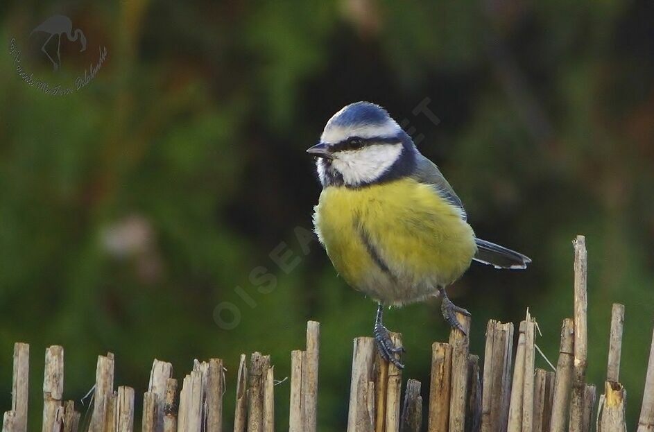 Mésange bleue