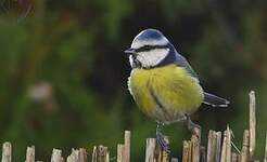 Mésange bleue