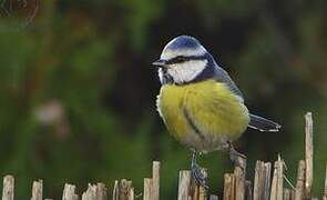 Eurasian Blue Tit