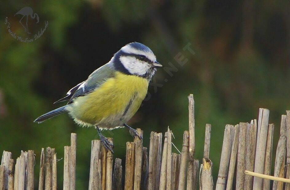 Eurasian Blue Tit