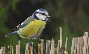 Mésange bleue