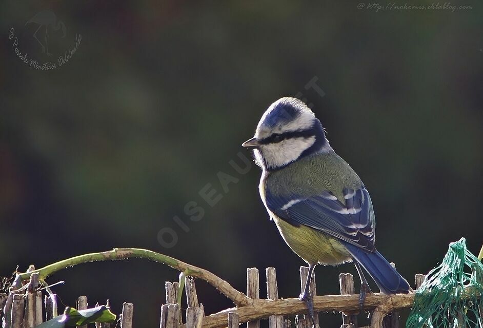 Mésange bleue