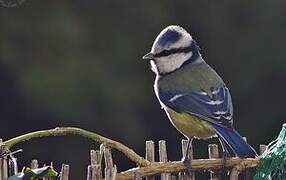 Eurasian Blue Tit