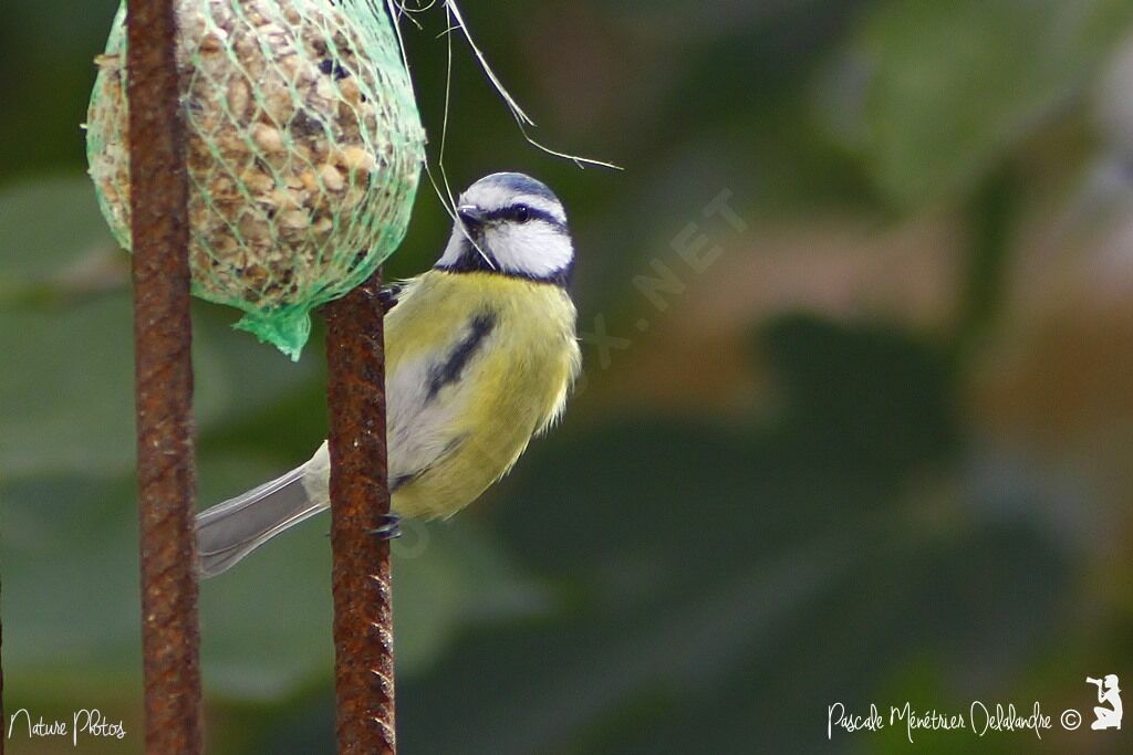 Eurasian Blue Tit