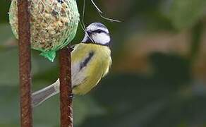 Eurasian Blue Tit