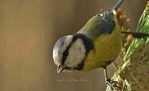 Eurasian Blue Tit