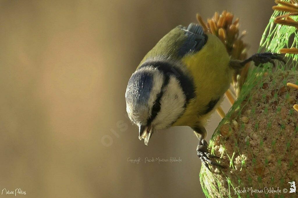 Mésange bleue