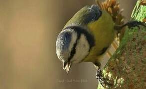 Mésange bleue