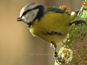 Mésange bleue