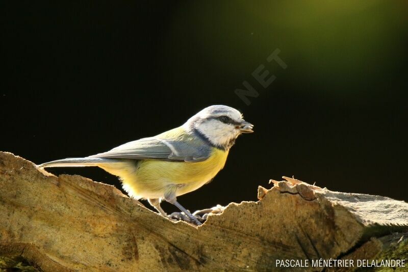 Mésange bleue