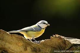 Mésange bleue