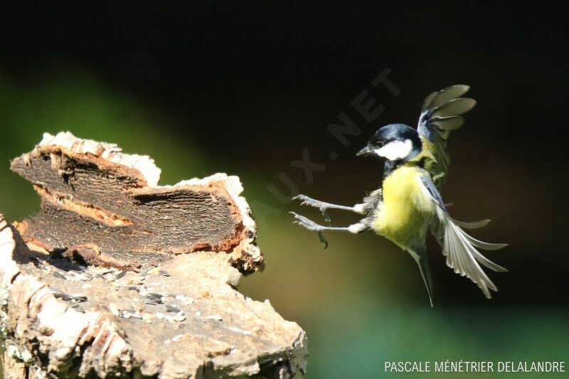 Mésange charbonnière