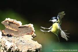 Great Tit