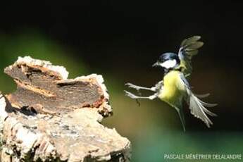 Mésange charbonnière