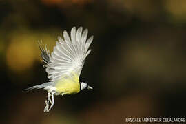 Great Tit