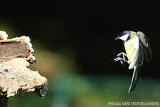 Mésange charbonnière