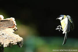 Great Tit