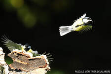 Mésange charbonnière