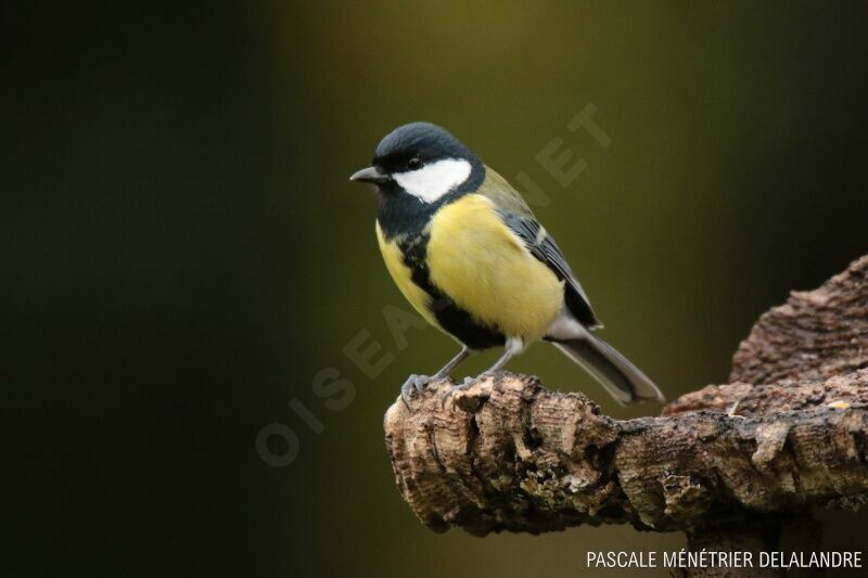 Mésange charbonnièreadulte