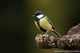 Great Tit