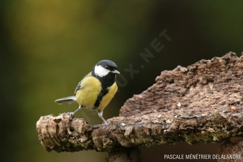 Mésange charbonnièreadulte